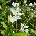 Deutzia crenata 'Nikko' fleur